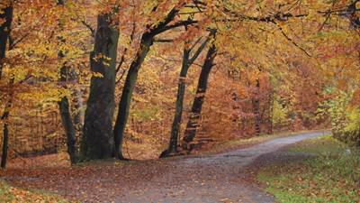 Løvskov om efteråret