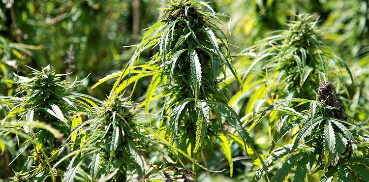 Patienter skal have tilskud til medicinsk cannabis